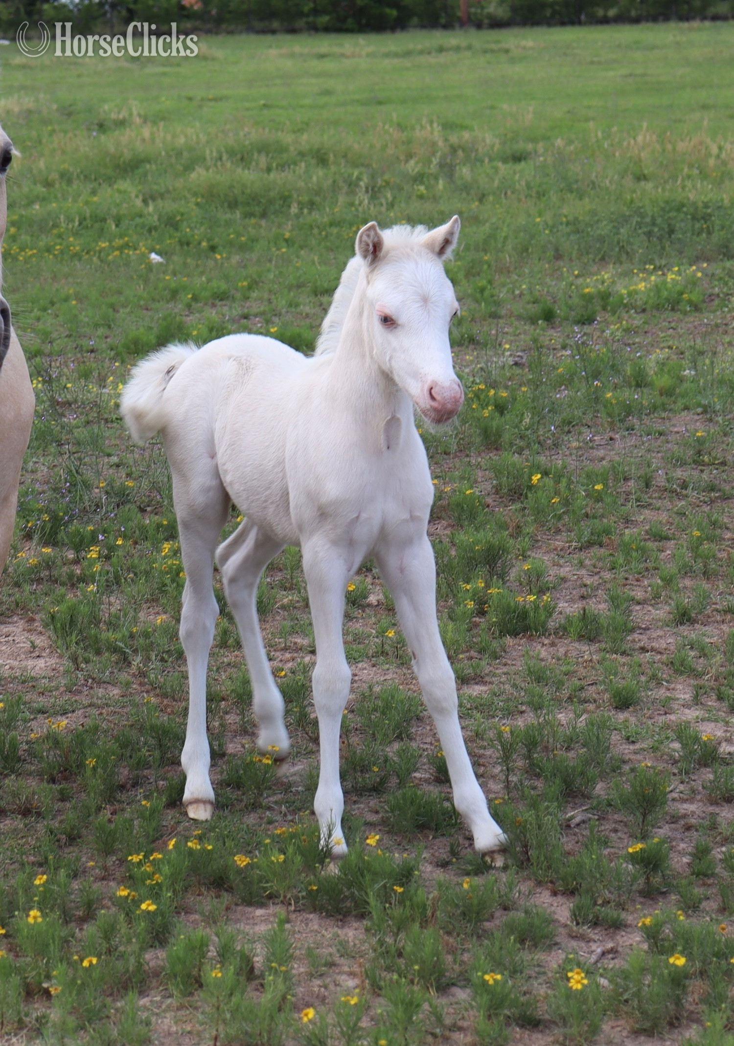 "Fig" Cremello Filly Welsh Pony in Texas