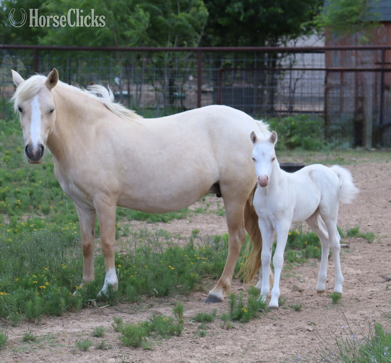 "Fig" Cremello Filly Welsh Pony
