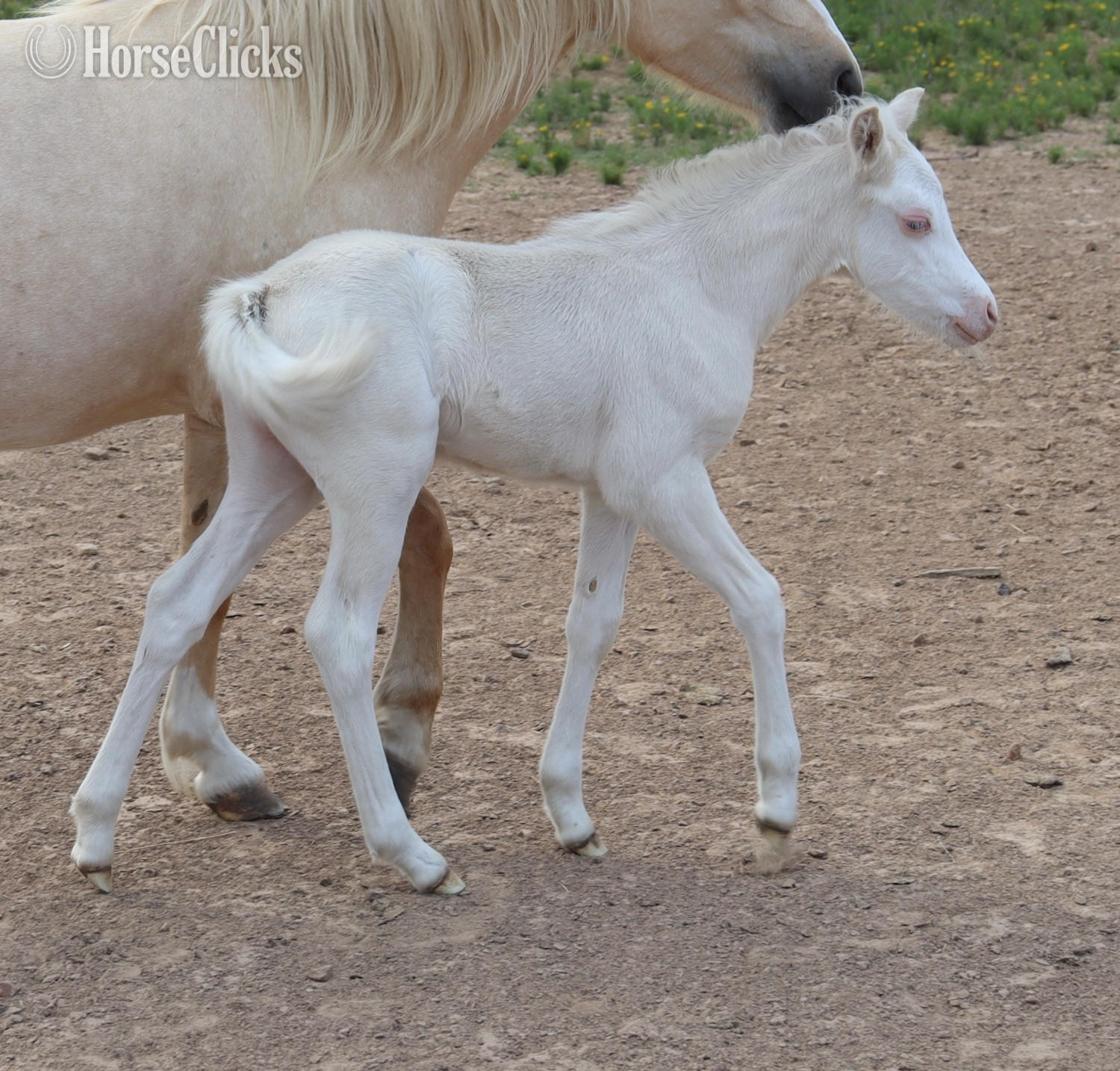 Texas "Fig" Cremello Filly Welsh Pony