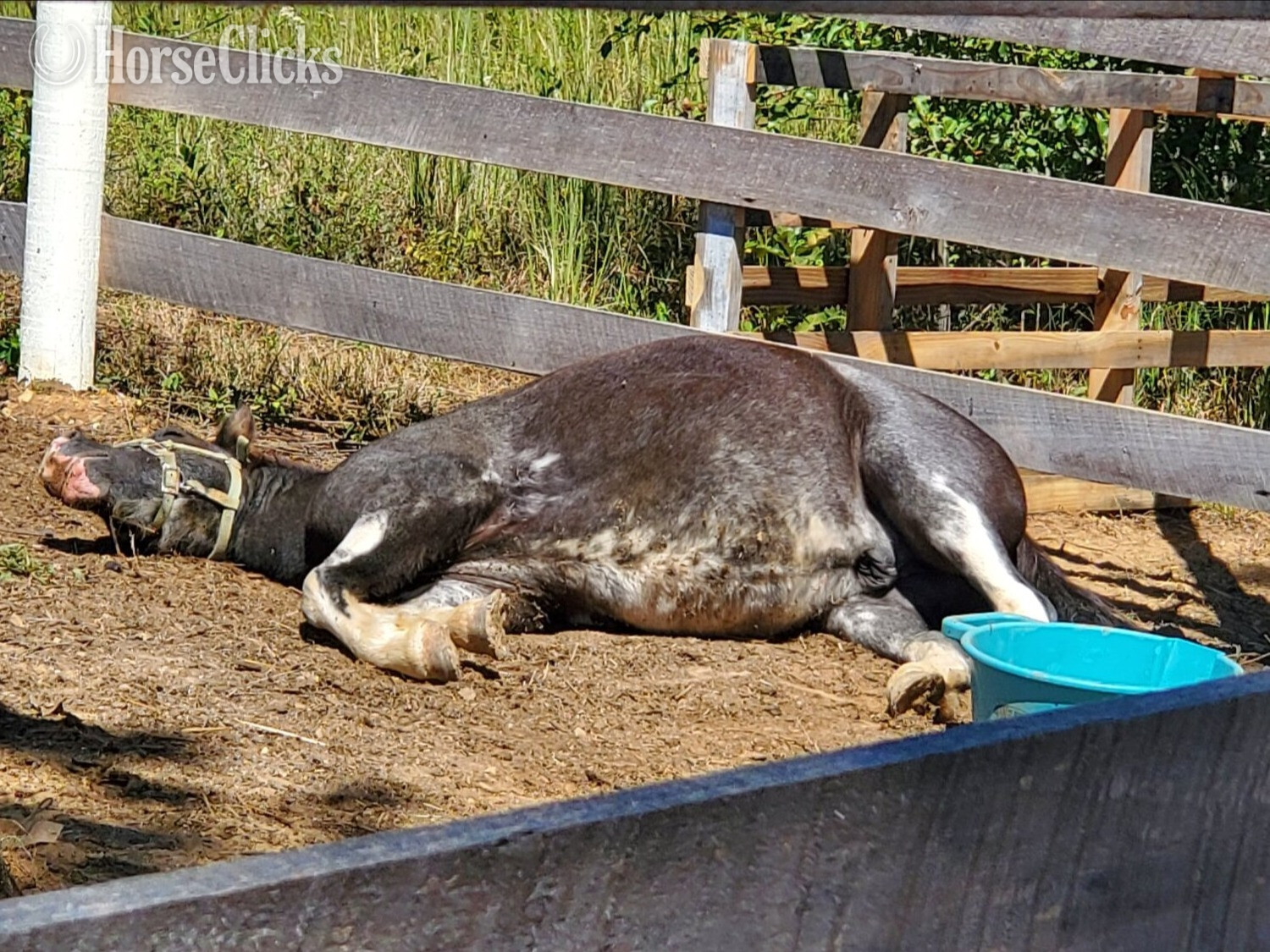 Gypsy Vanner - "Moose " Blue Roan Gelding Gypsy Vanner in Tennessee