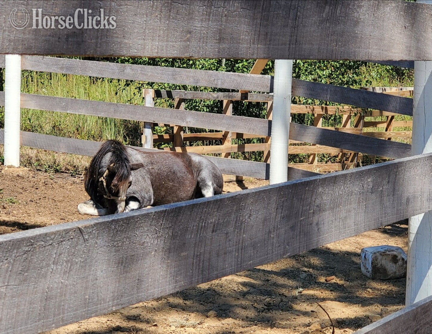 Gypsy Vanner - "Moose " Blue Roan Gelding Gypsy Vanner
