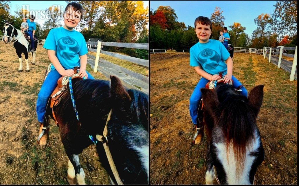 "Moose " Blue Roan Gelding Gypsy Vanner