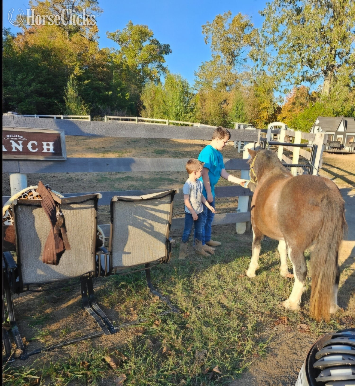 Tennessee "Moose " Blue Roan Gelding Gypsy Vanner