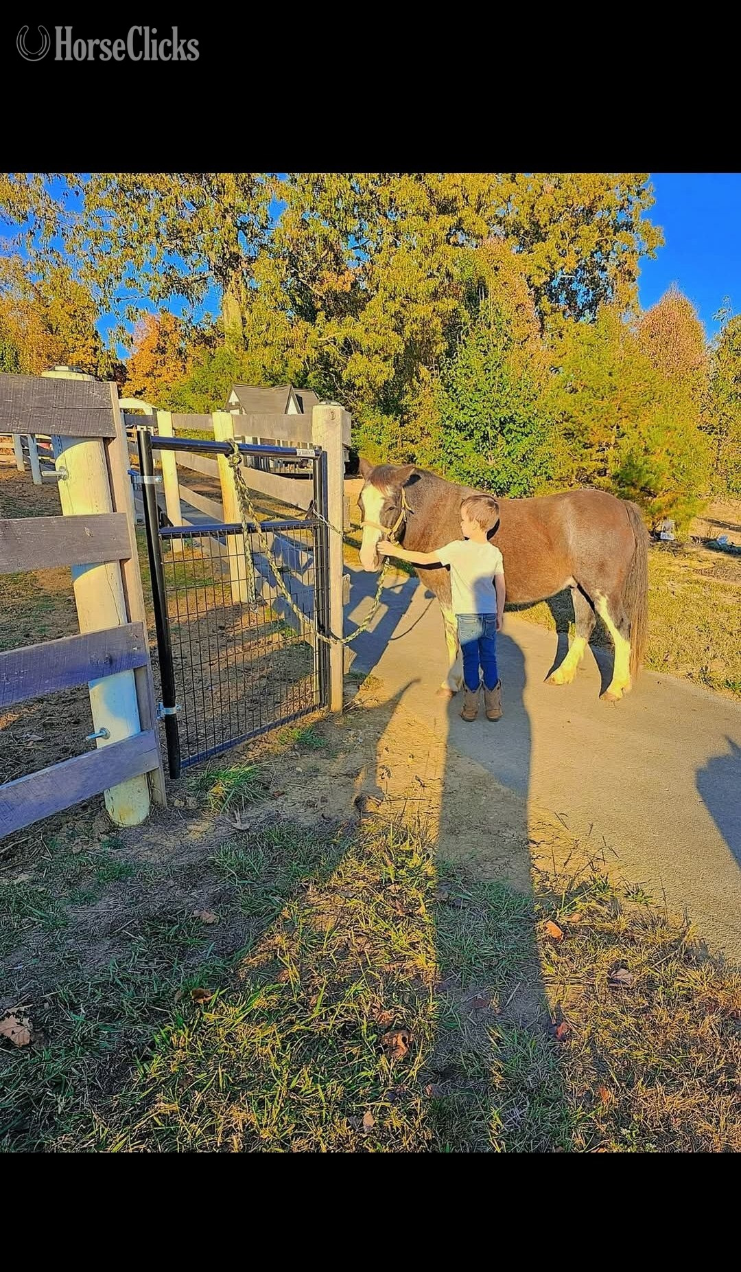 "Moose " Blue Roan Gelding Gypsy Vanner Tennessee