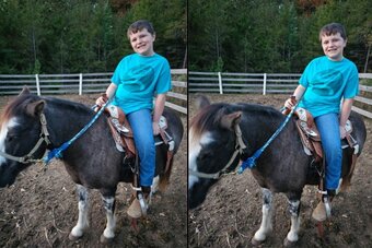 "Moose " Blue Roan Gelding Gypsy Vanner