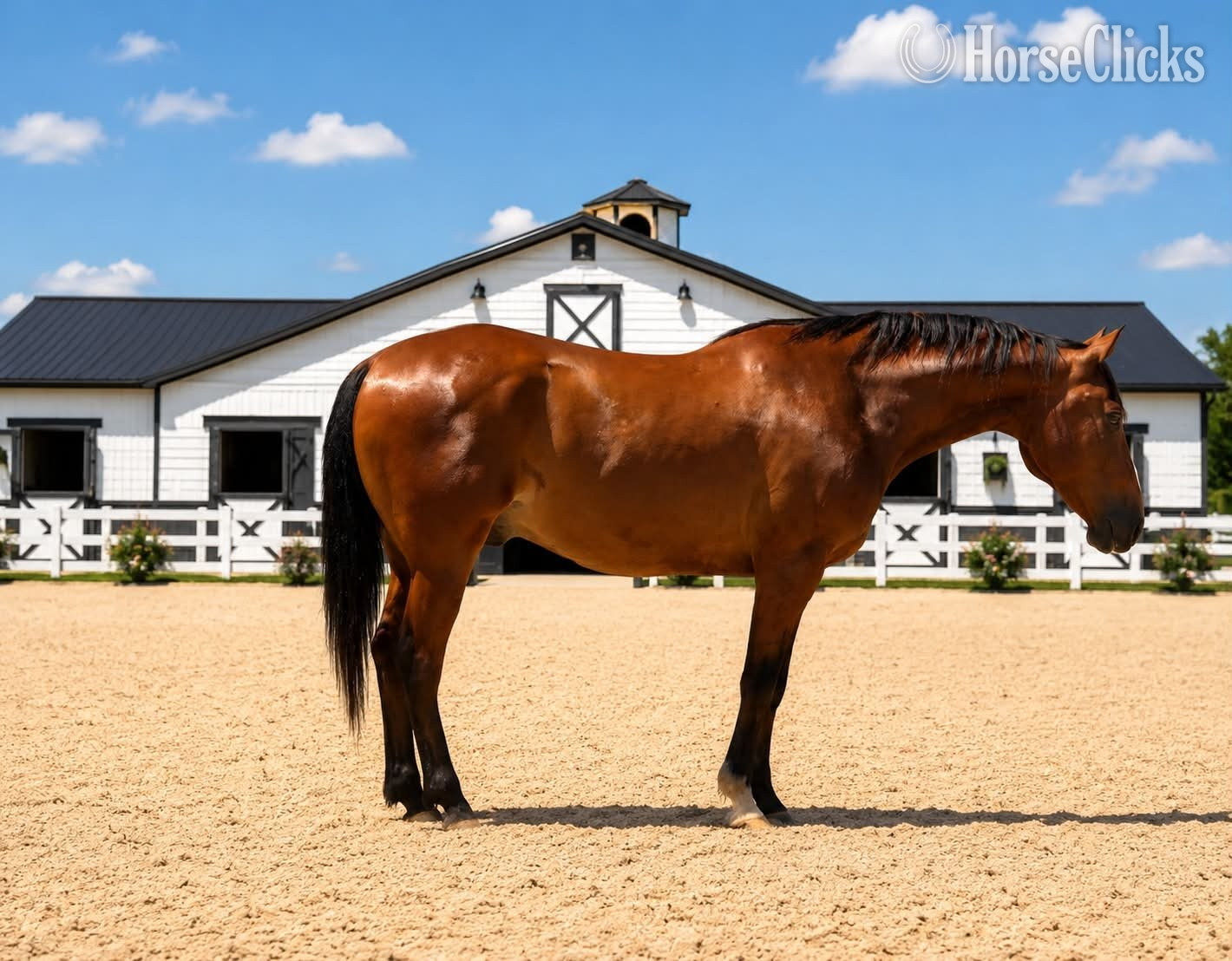 "RIO" Bay Gelding Draft