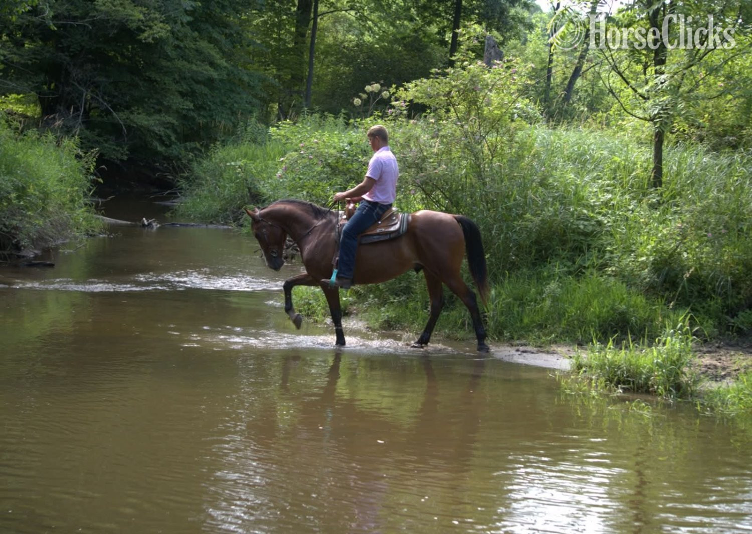 Draft - "RIO" Bay Gelding Draft in Indiana