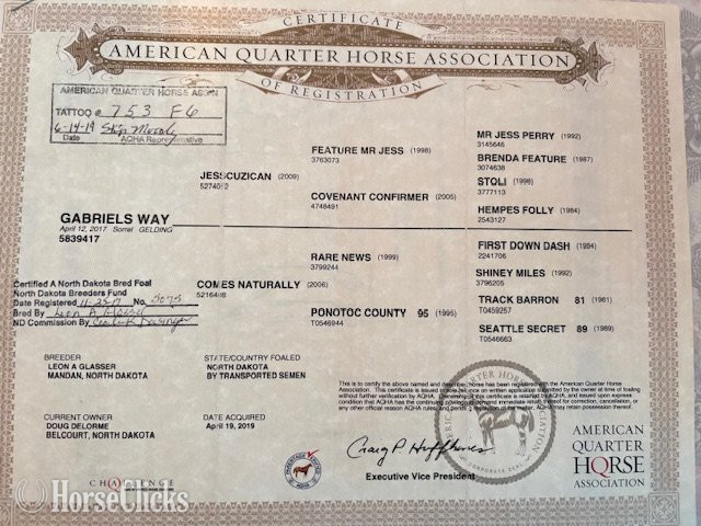 "Gabriel’s Way" Sorrel Gelding Quarter Horse in North Dakota