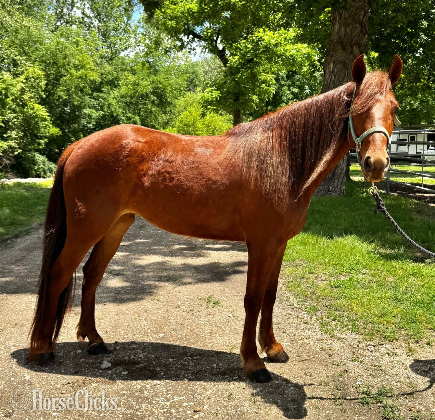 "Montego Bay's Lady May V.S." Sorrel Mare Missouri Fox Trotter in Missouri