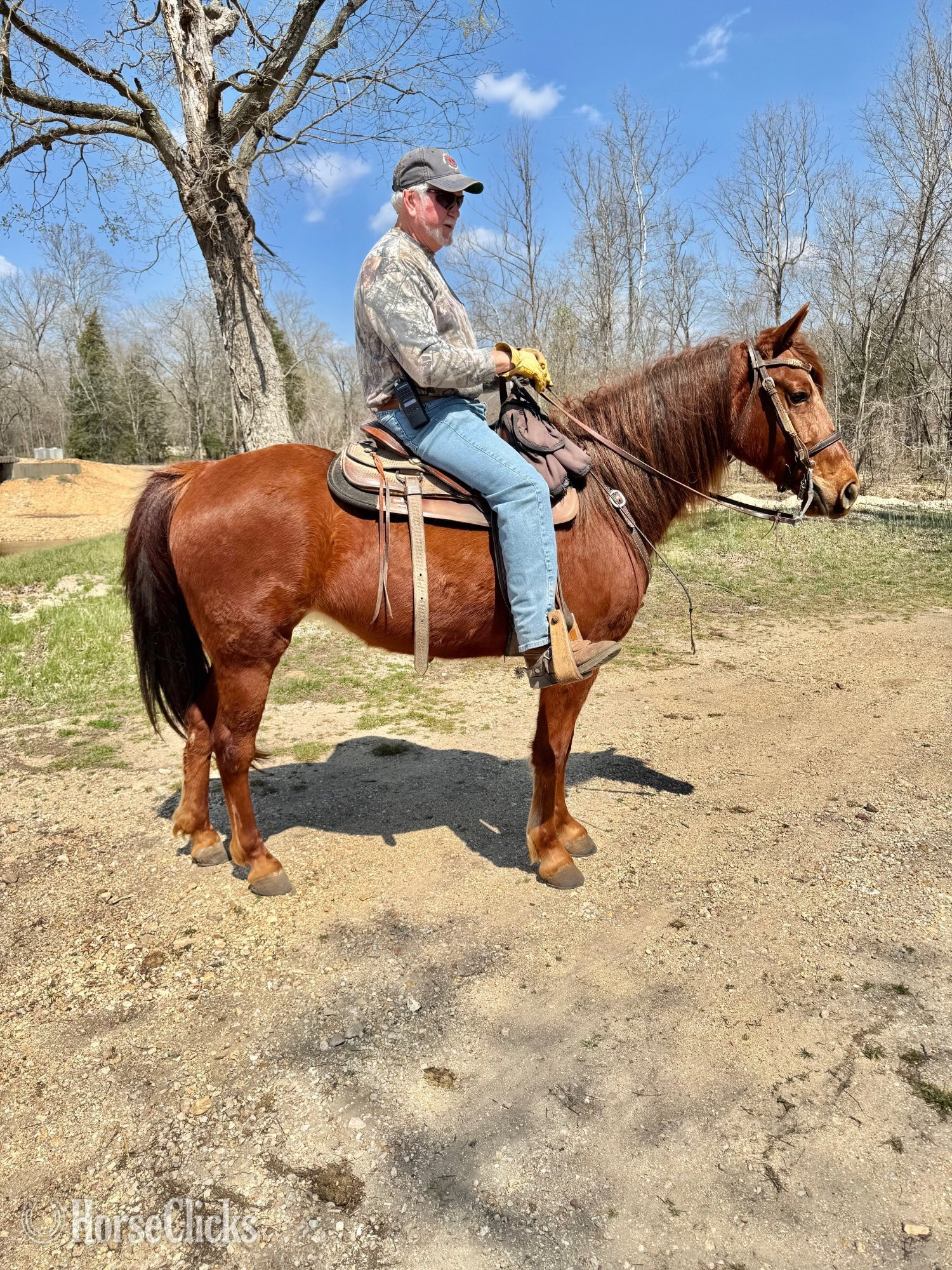 "Montego Bay's Lady May V.S." Sorrel Mare Missouri Fox Trotter