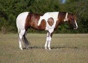 "Kodak " Sorrel Stallion Paint