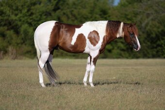 "Kodak " Sorrel Stallion Paint