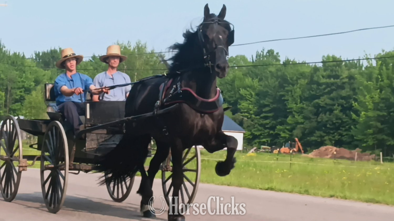 "Blitz" Black Stallion Friesian in New York