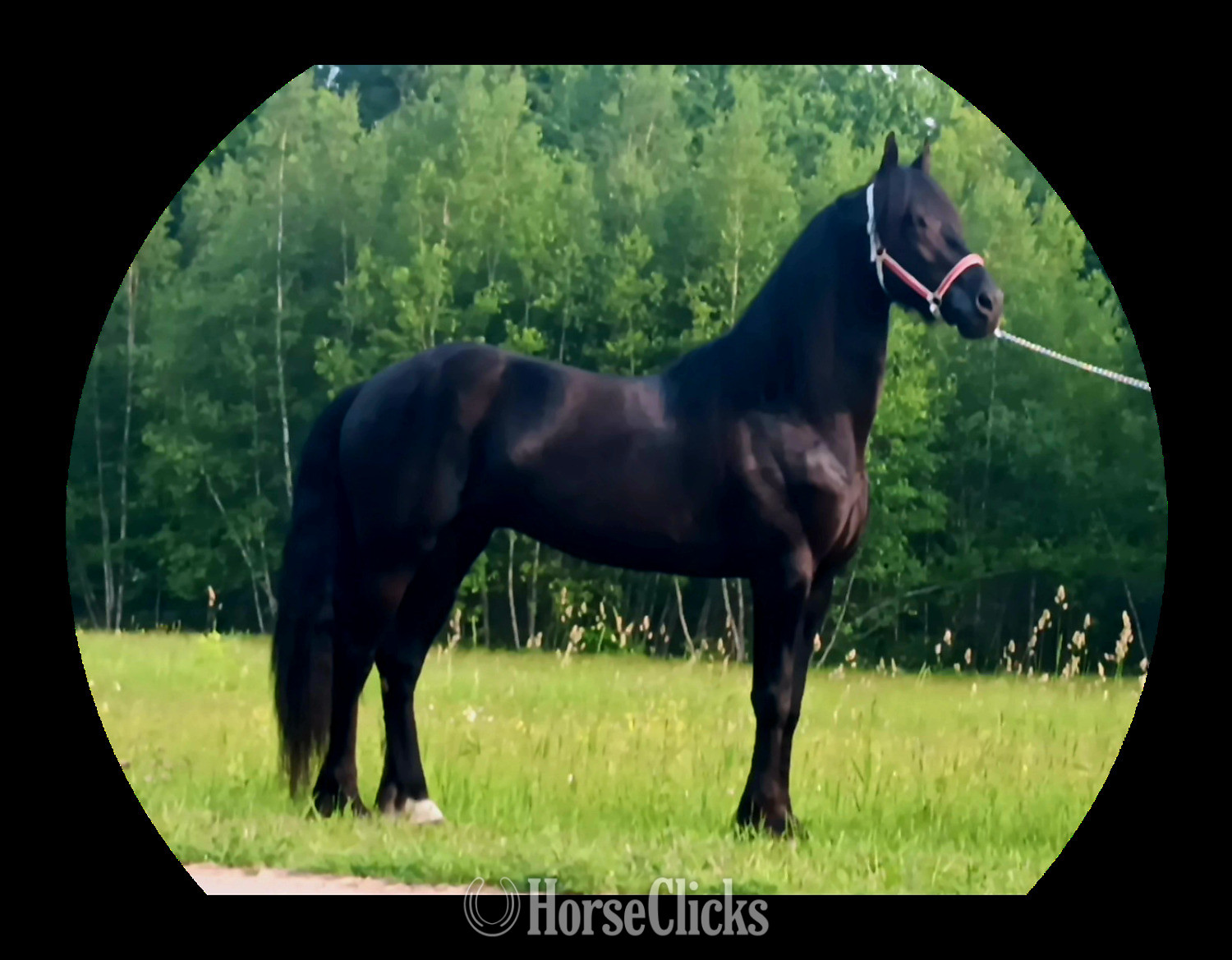 "Blitz" Black Stallion Friesian