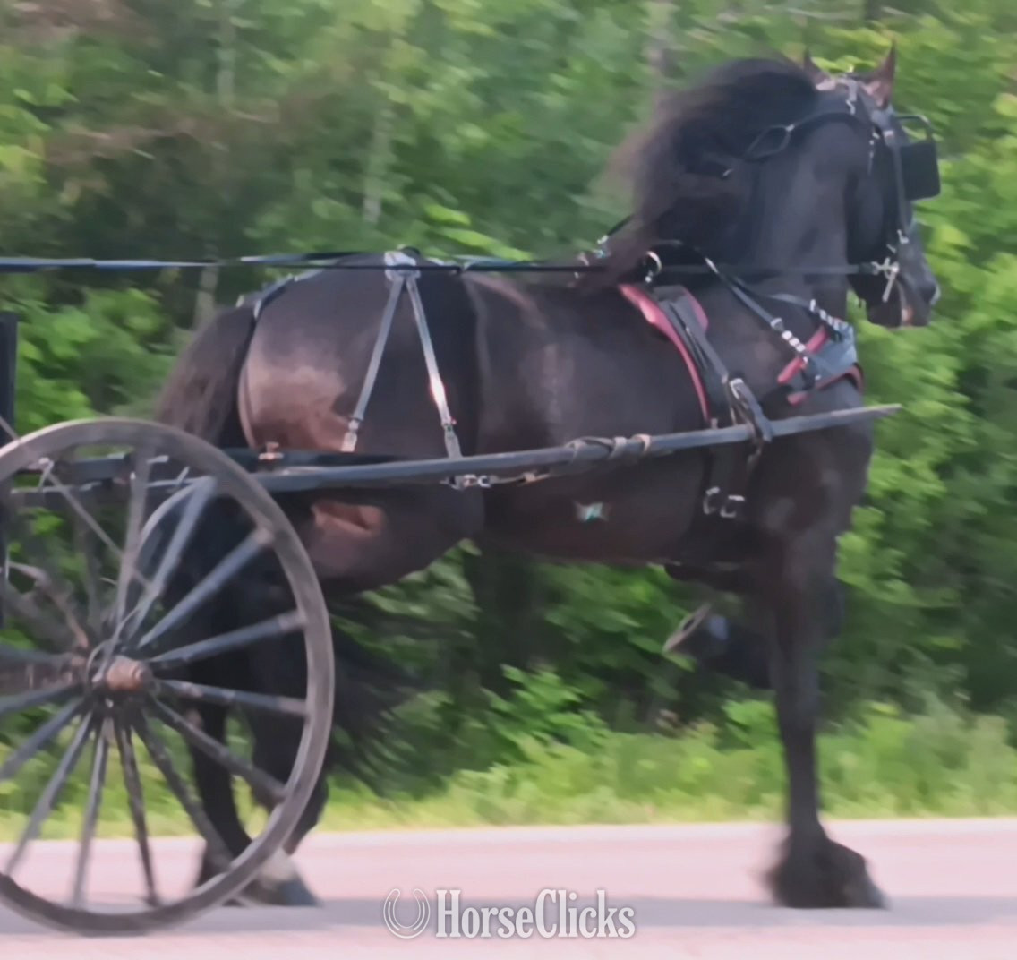 New York "Blitz" Black Stallion Friesian