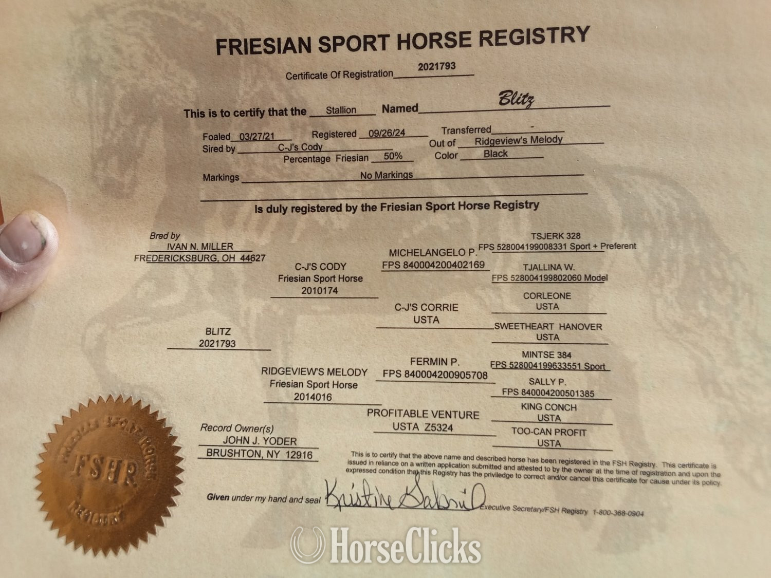 "Blitz" Black Stallion Friesian - Friesian in New York