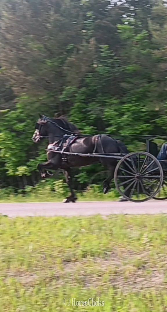 "Blitz" Black Stallion Friesian - Friesian