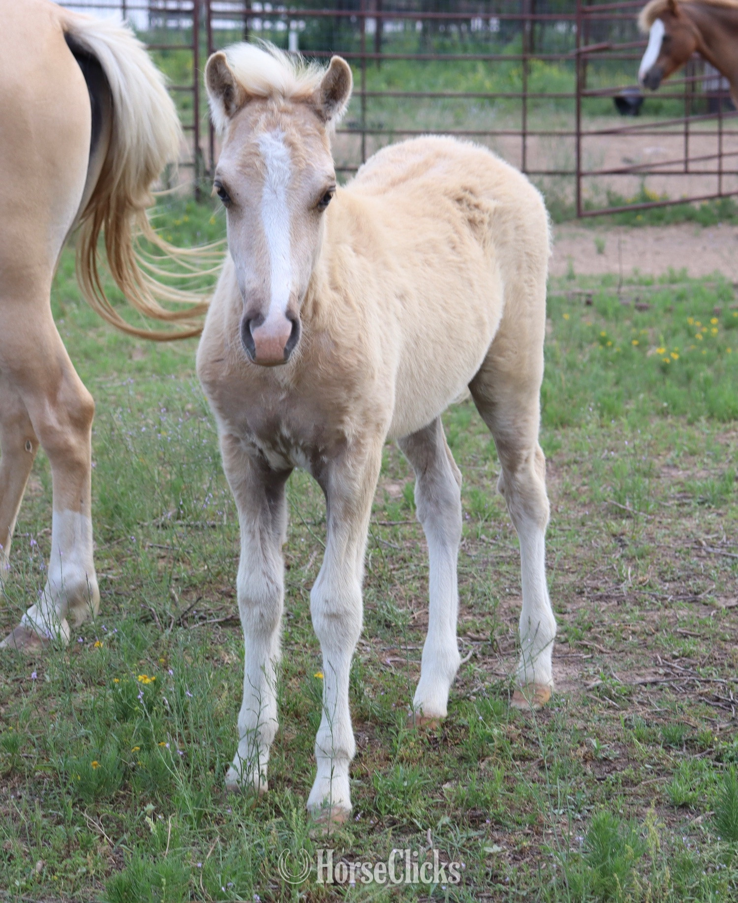 "Cashew" Palomino Colt Welsh Pony in Texas