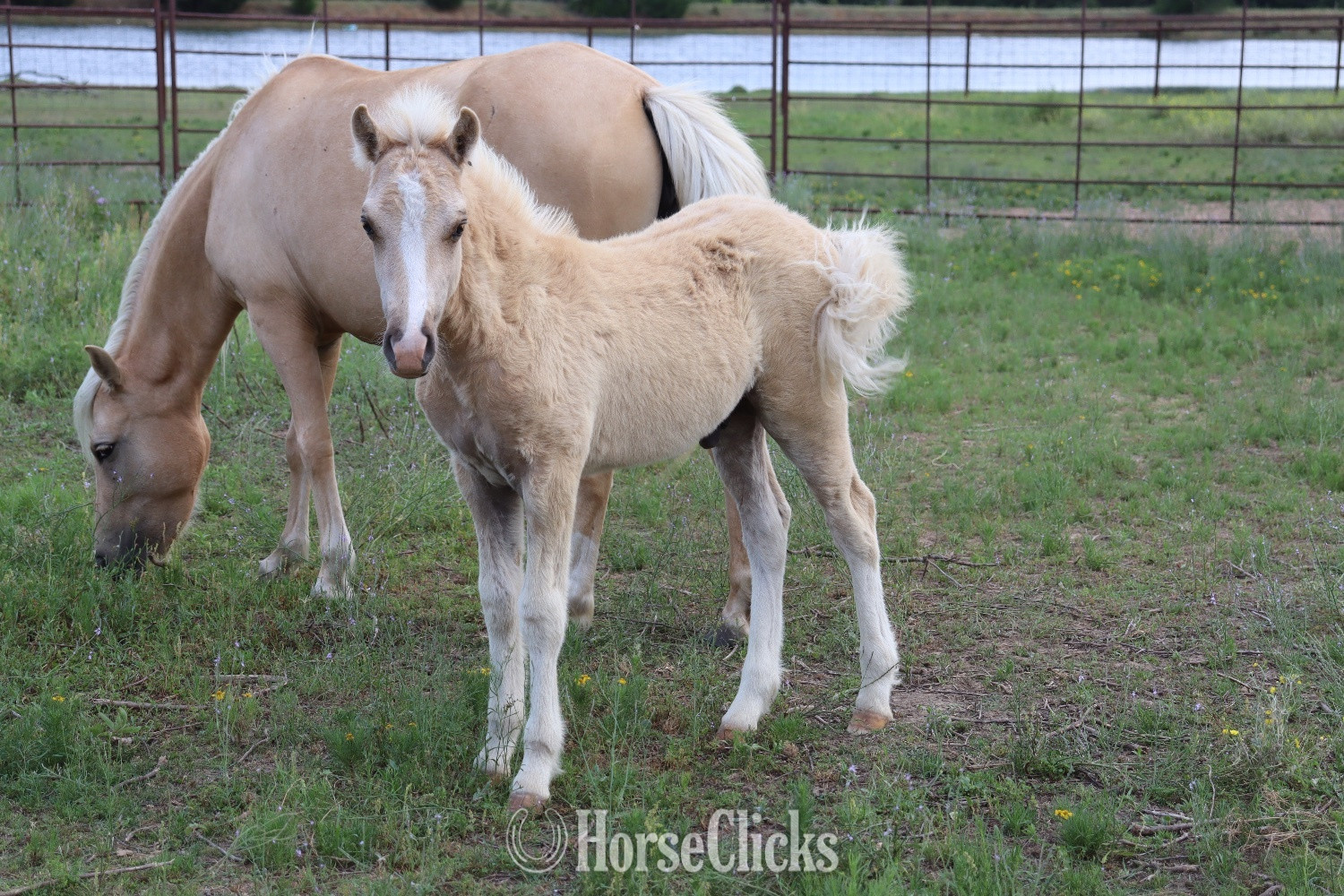 "Cashew" Palomino Colt Welsh Pony