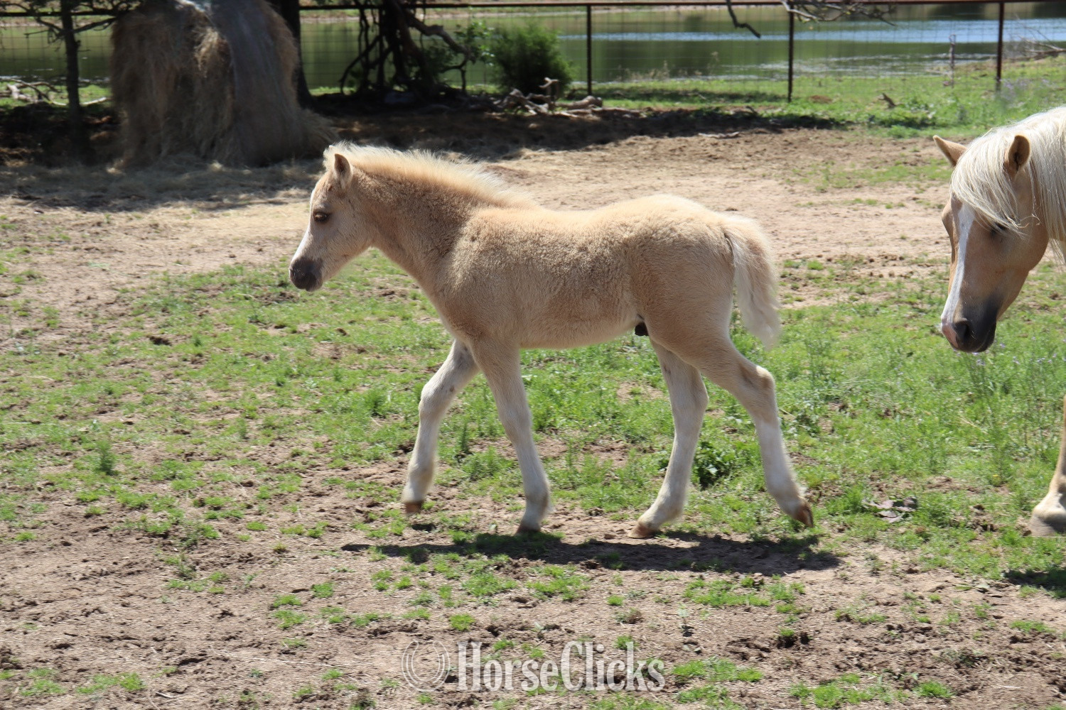 Texas "Cashew" Palomino Colt Welsh Pony