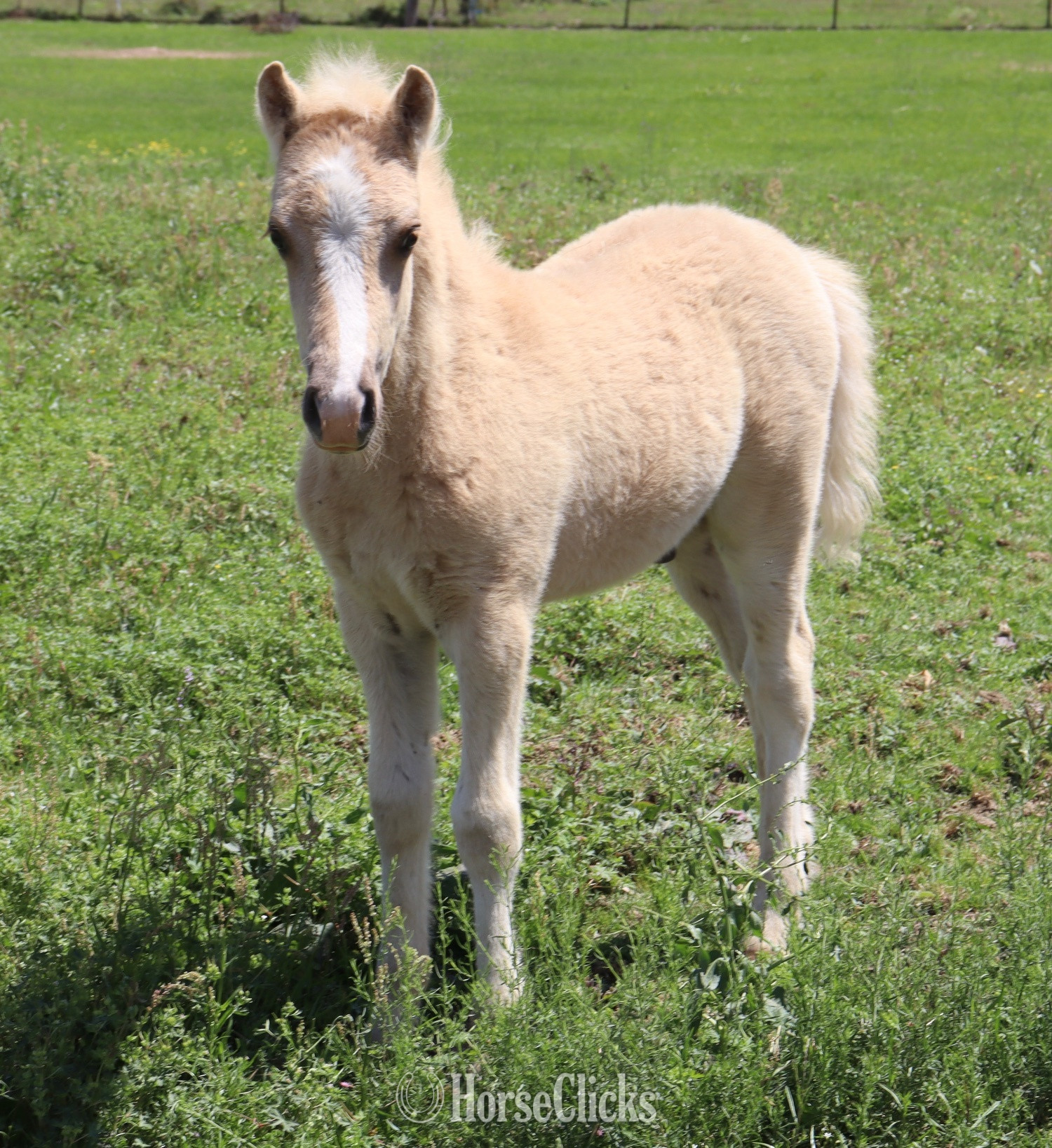 "Cashew" Palomino Colt Welsh Pony - Welsh Pony in Texas