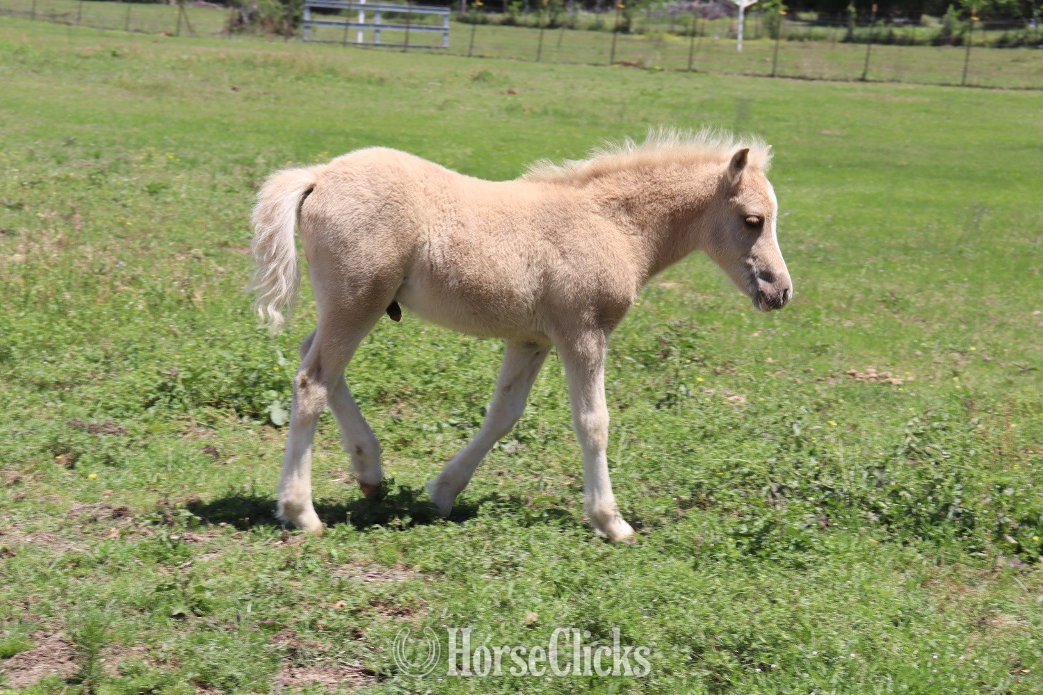 "Cashew" Palomino Colt Welsh Pony - Welsh Pony