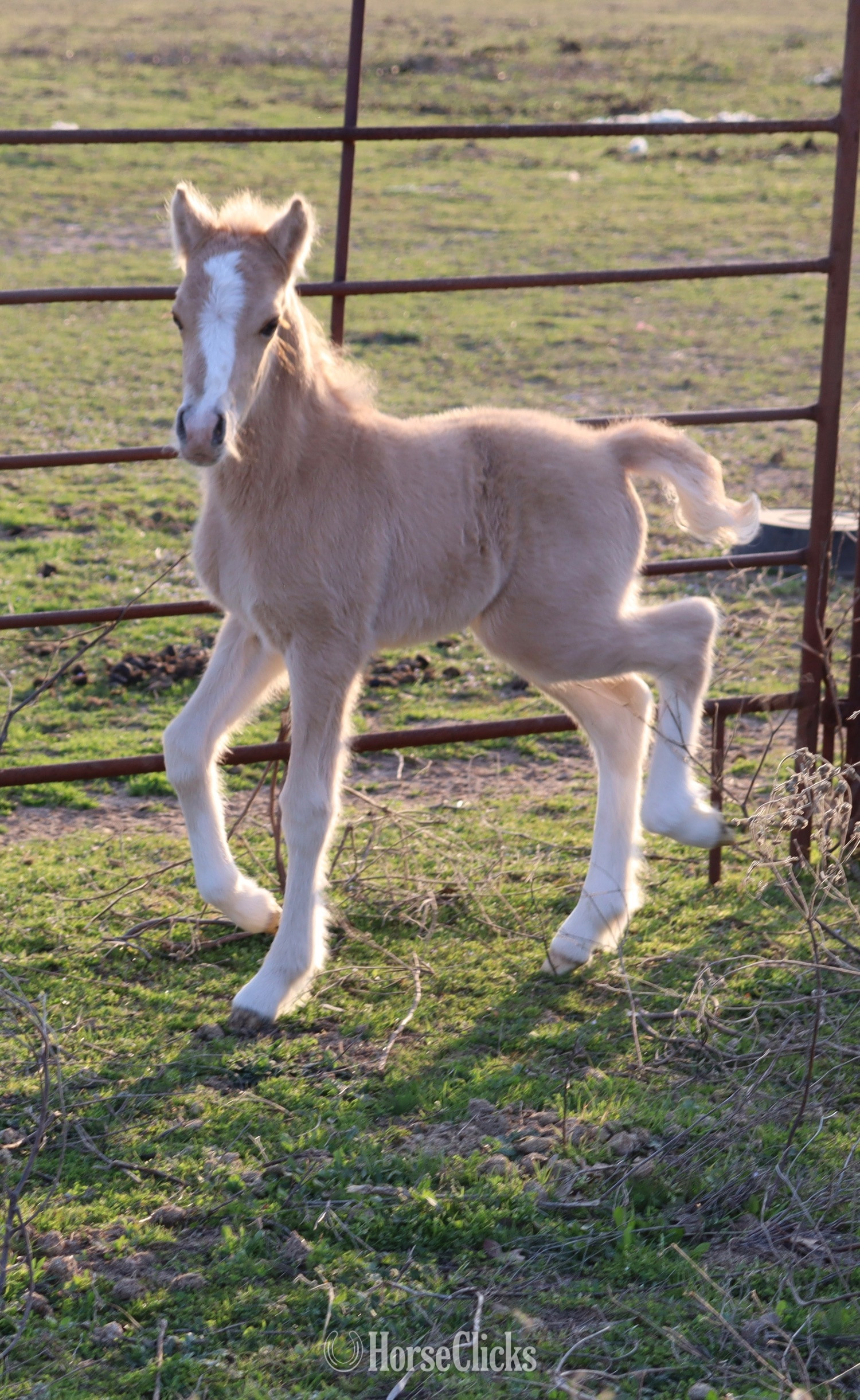 "Cashew" Palomino Colt Welsh Pony Texas