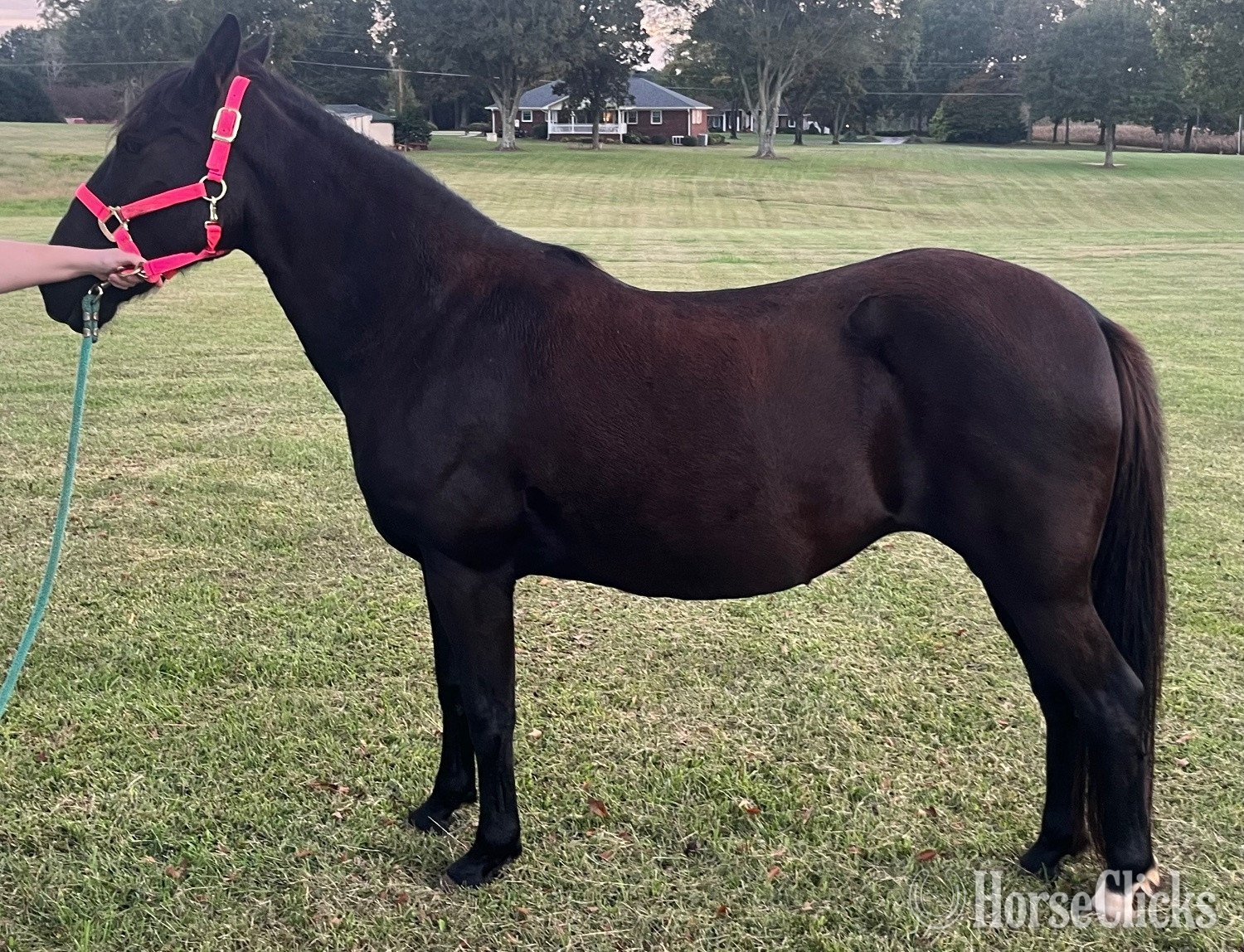 "Scarlett" Black Mare Pony in North Carolina