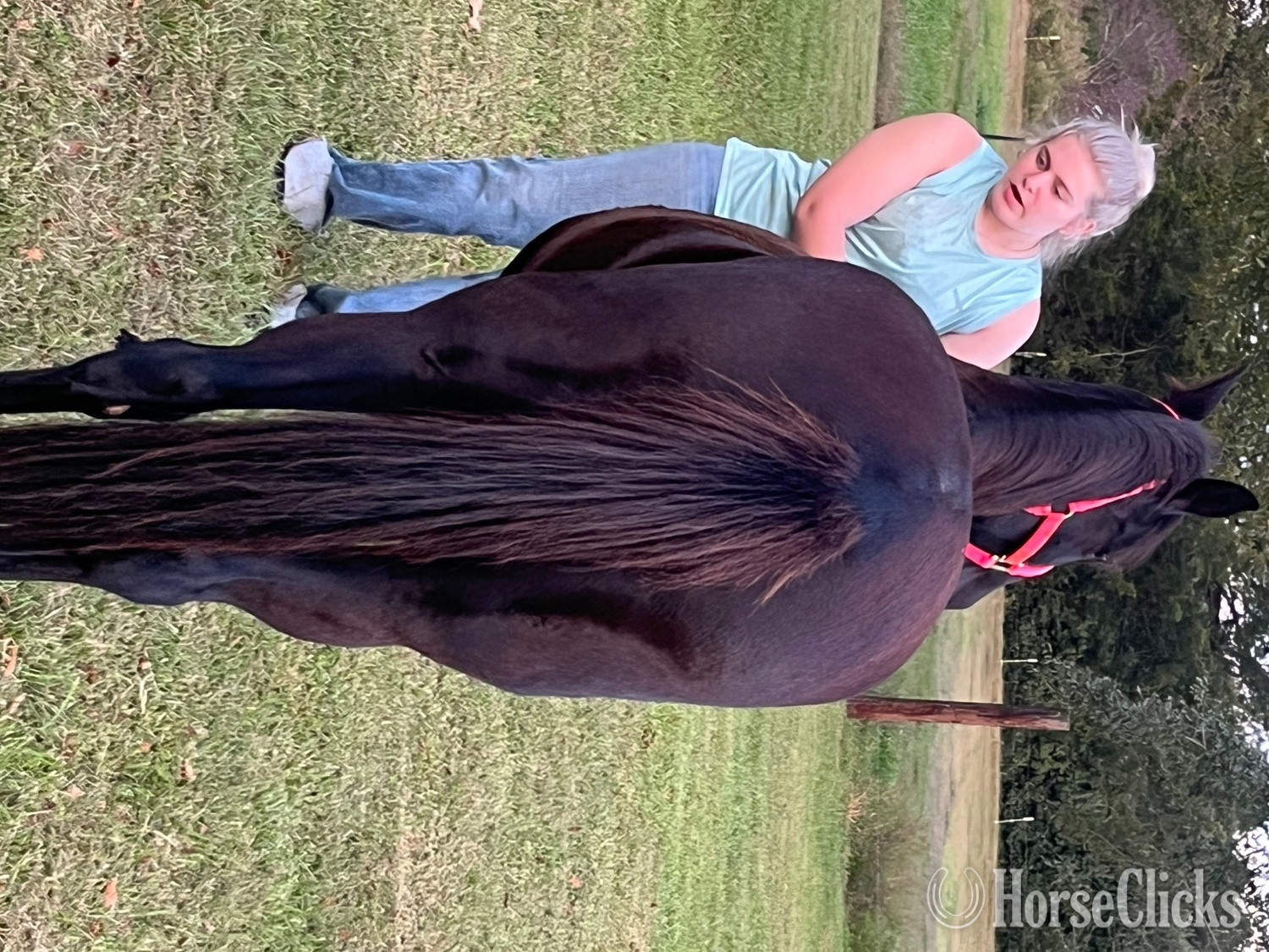 "Scarlett" Black Mare Pony
