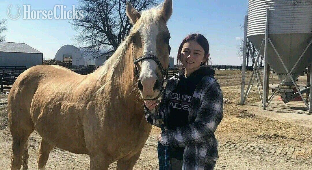 Brown 15.2hh Mare for Lease in Wisconsin