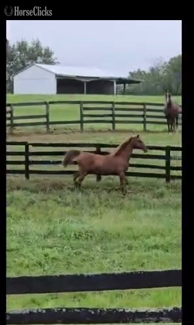 "Mazi Grace" Chestnut Mare American Saddlebred