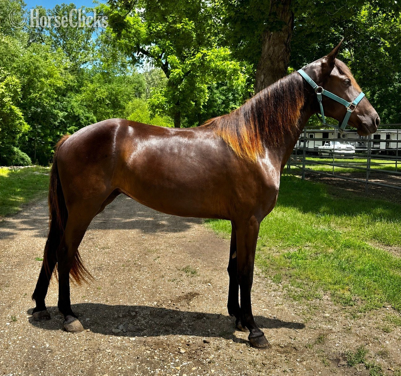 "​Montes Little Mia VS" Black Filly Missouri Fox Trotter in Missouri