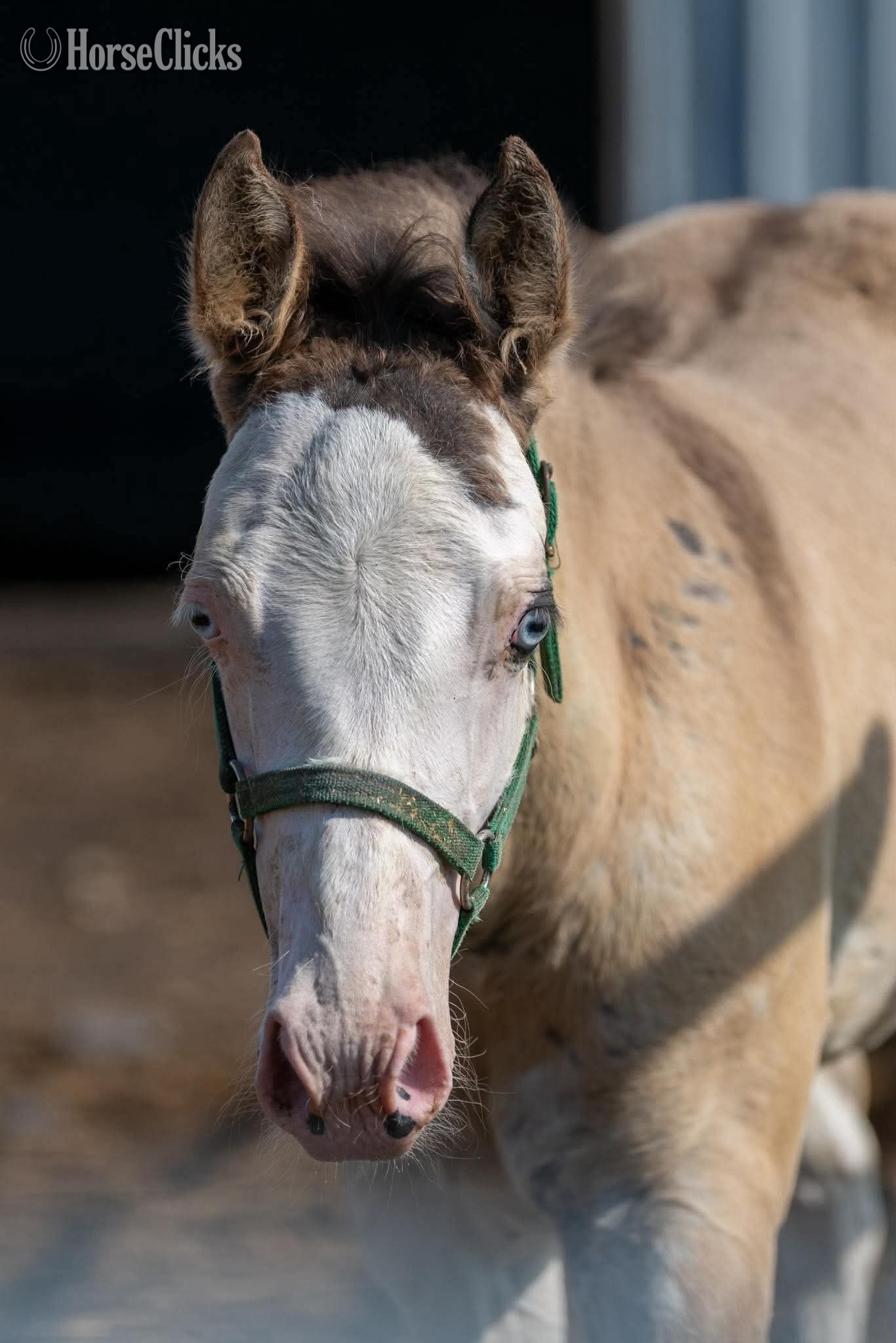 "Charmer" Dun Colt Paint in New York
