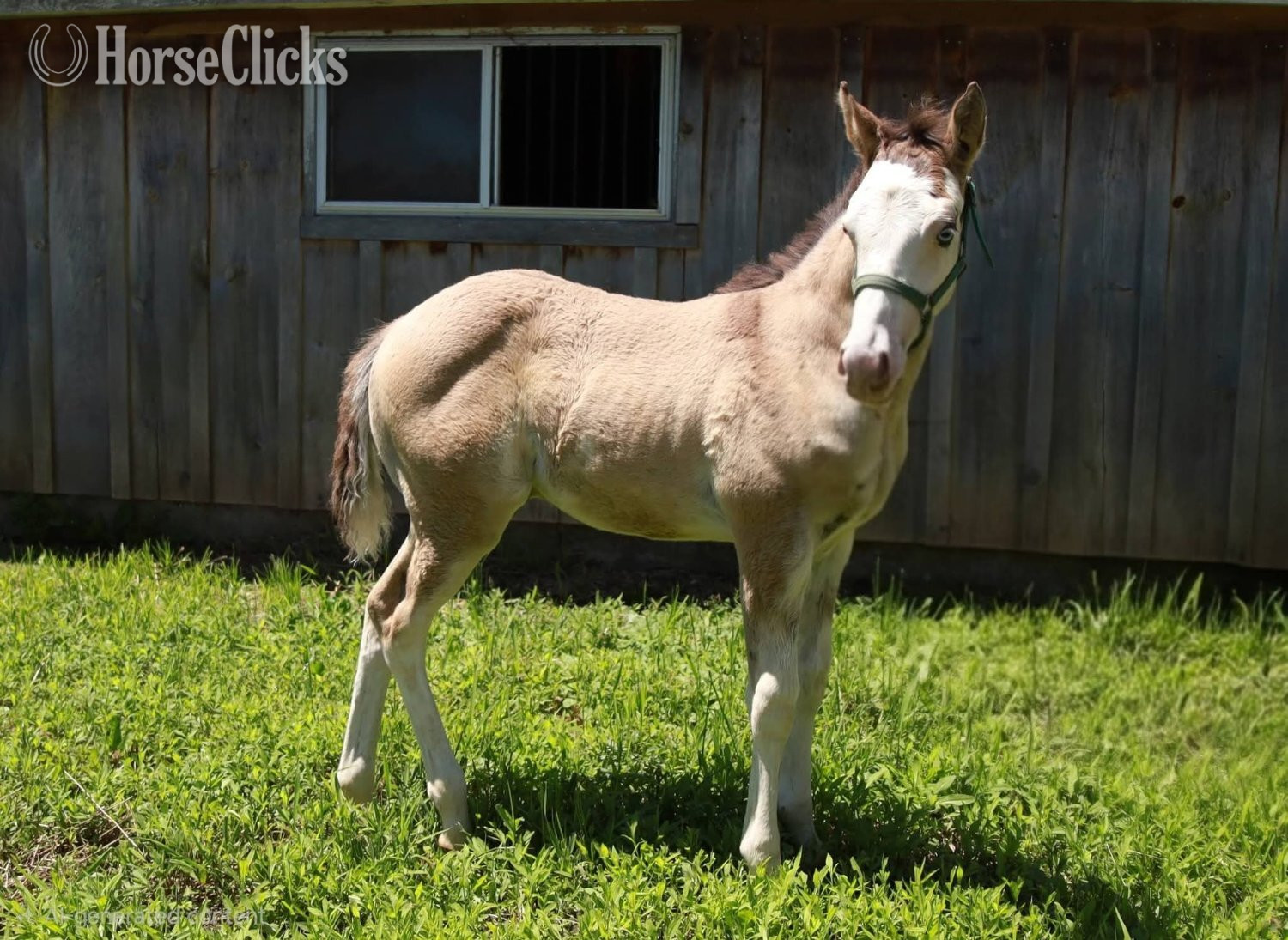 "Charmer" Dun Colt Paint