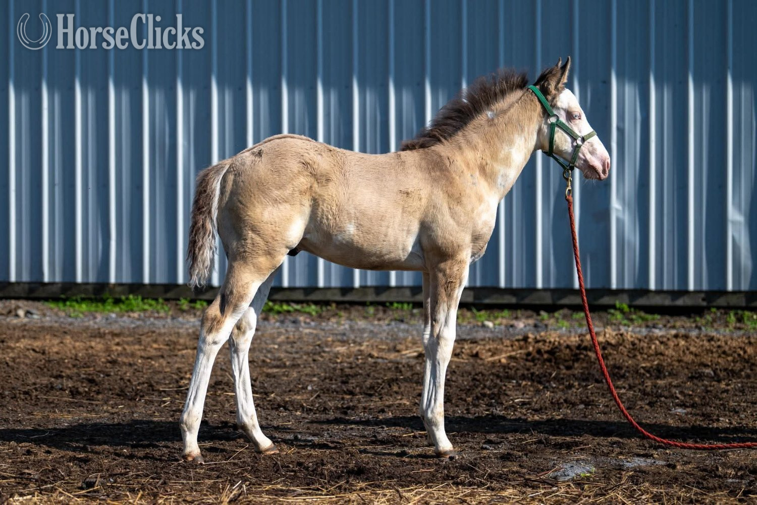 New York "Charmer" Dun Colt Paint