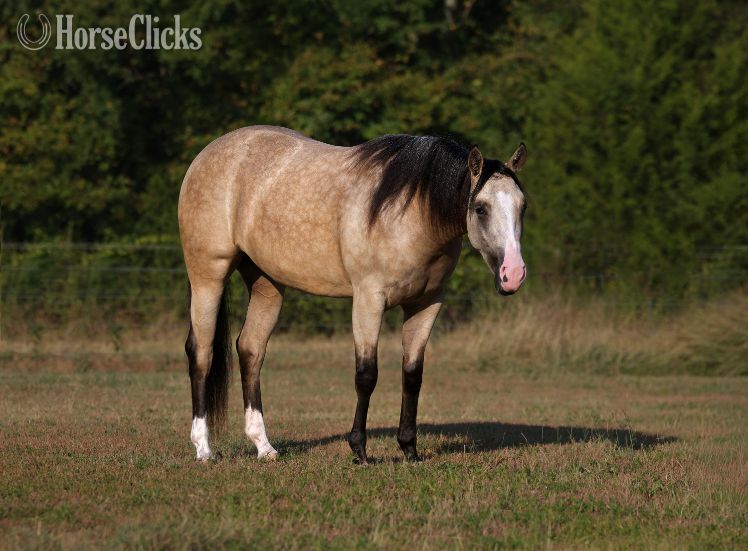 "Fendi " Buckskin Mare Quarter Horse