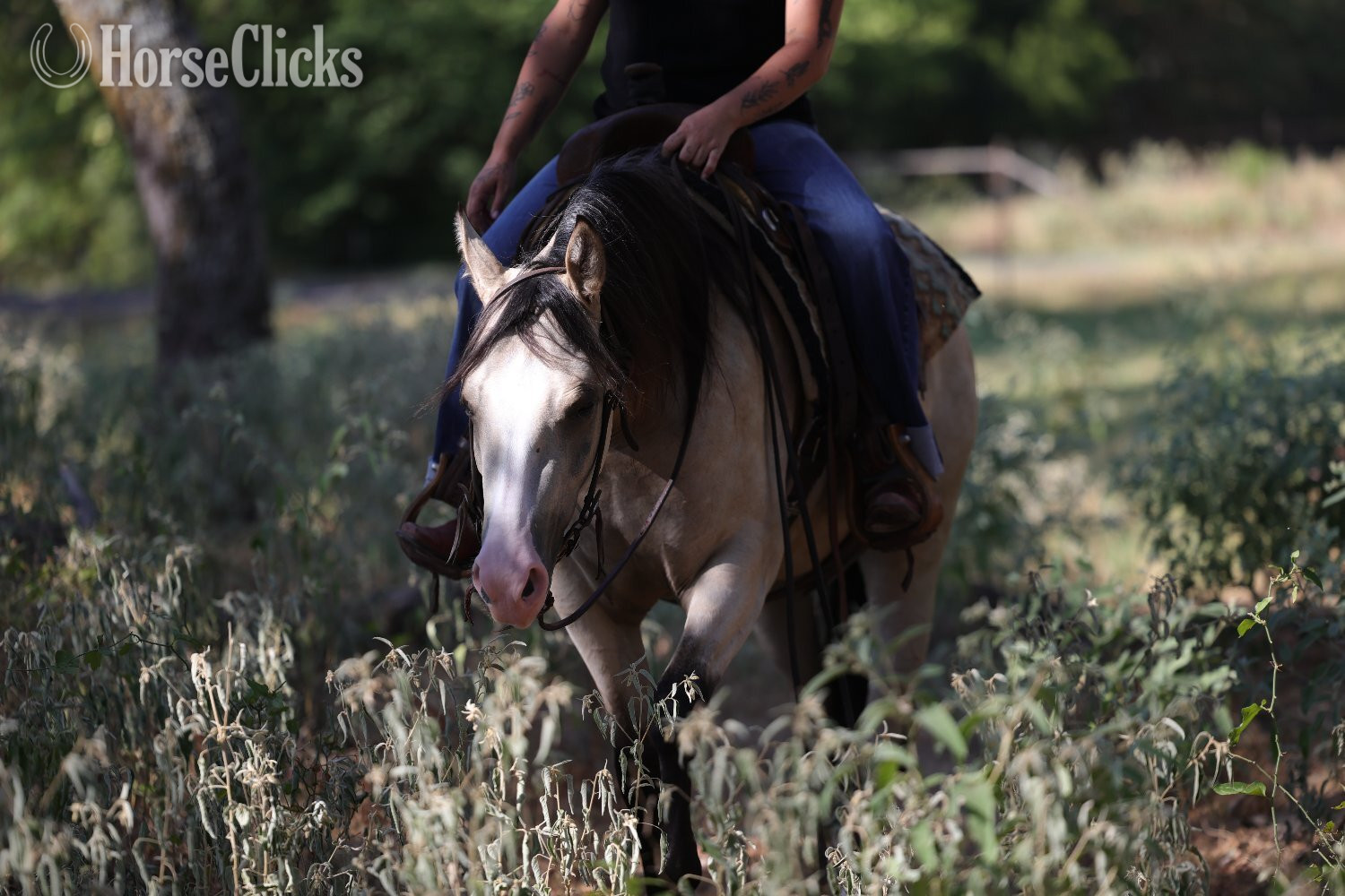 "Fendi " Buckskin Mare Quarter Horse - Quarter Horse in Texas