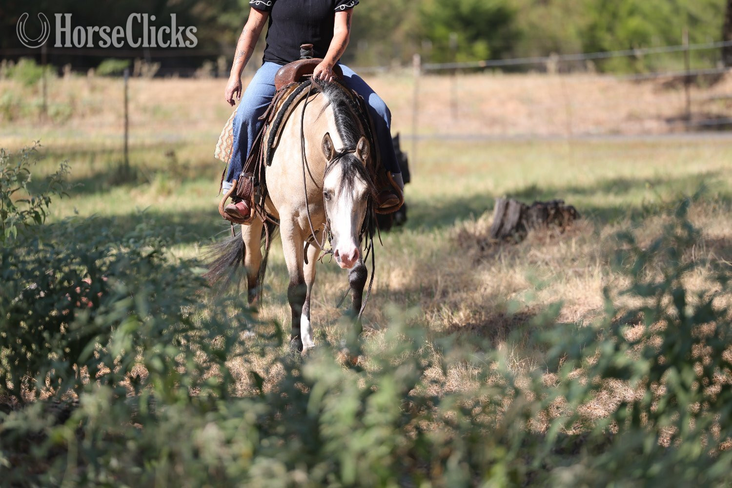 "Fendi " Buckskin Mare Quarter Horse - Quarter Horse