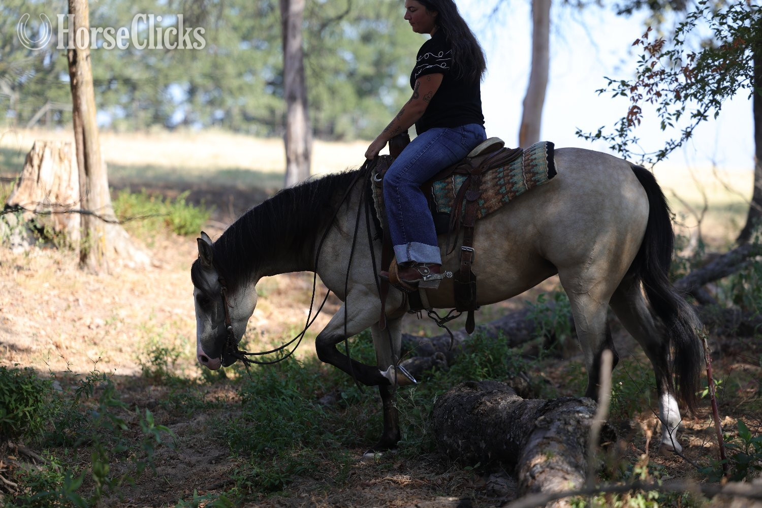 Quarter Horse - "Fendi " Buckskin Mare Quarter Horse in Texas