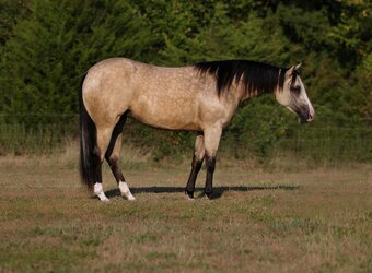 "Fendi " Buckskin Mare Quarter Horse