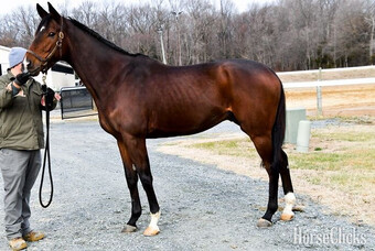 "Strong Lil Kokoro" Gelding Thoroughbred
