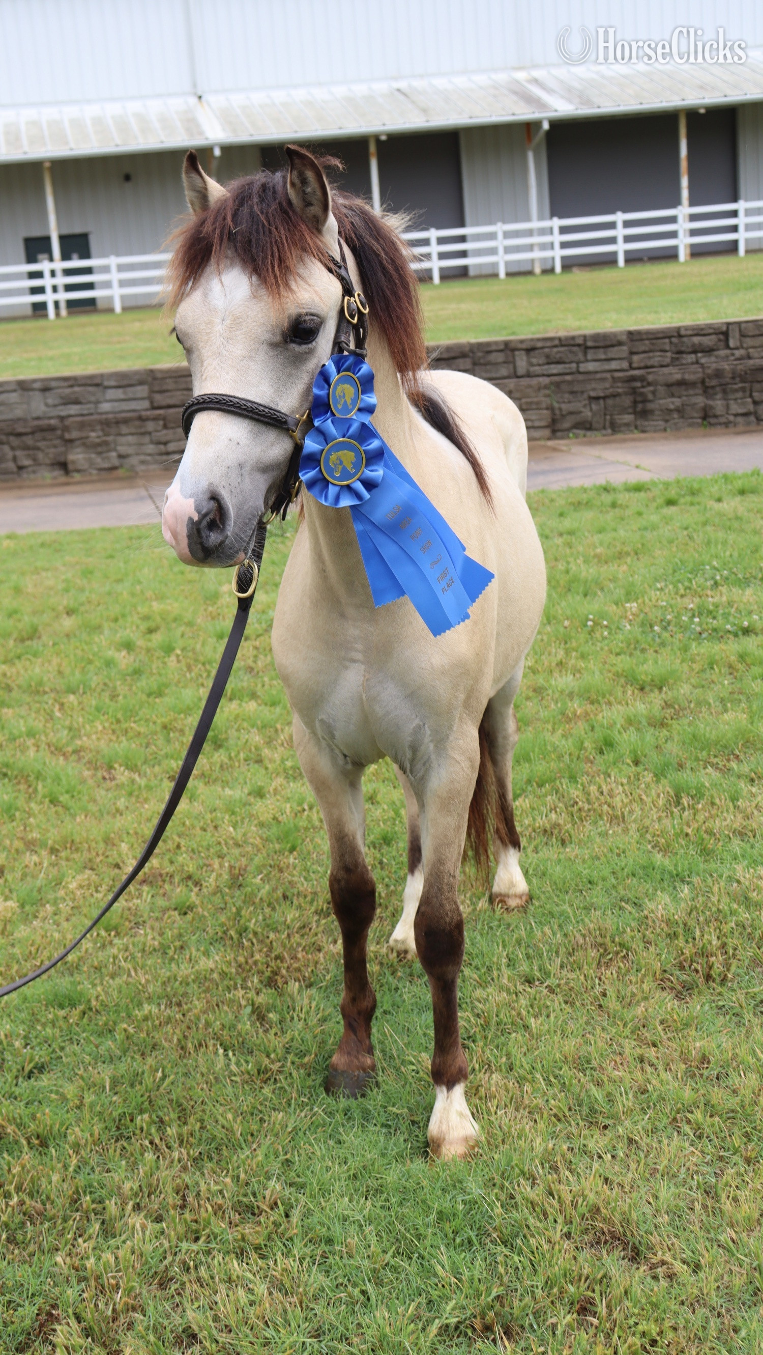 "KCS Bazinga " Dun Colt Welsh Pony in Texas