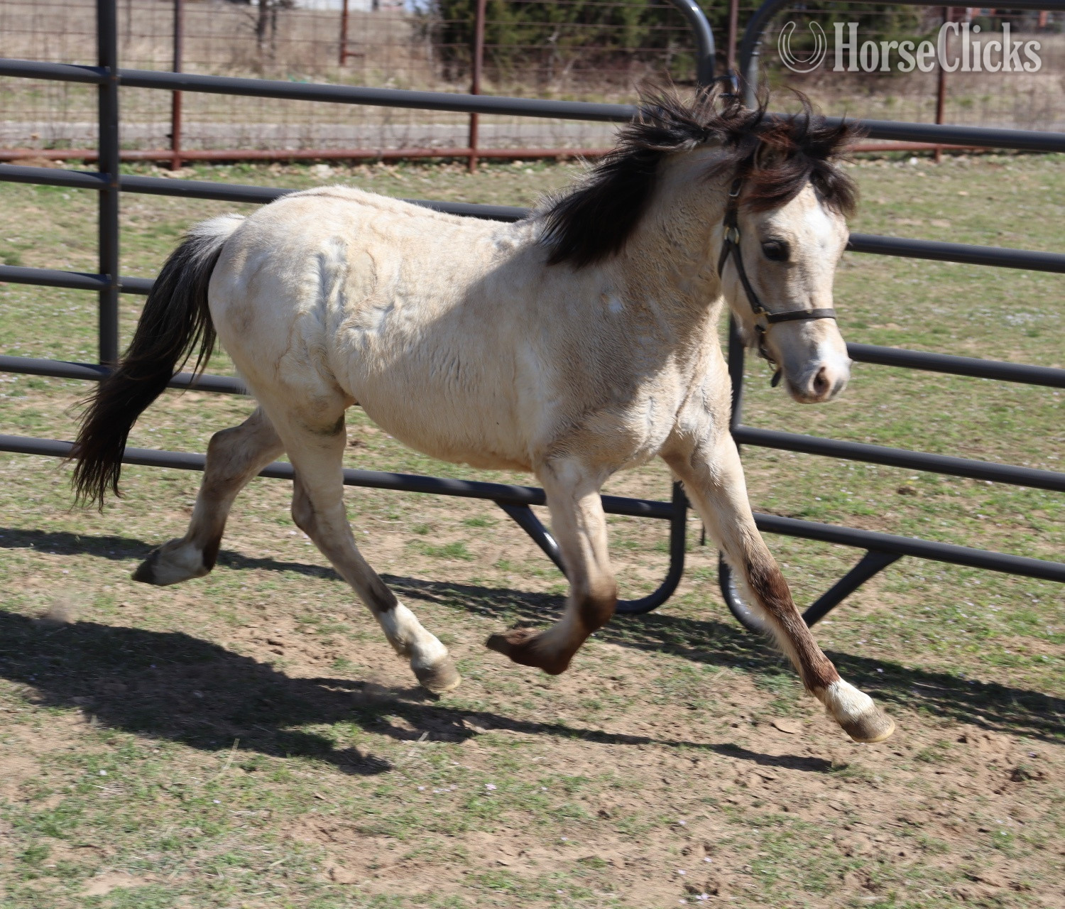 "KCS Bazinga " Dun Colt Welsh Pony