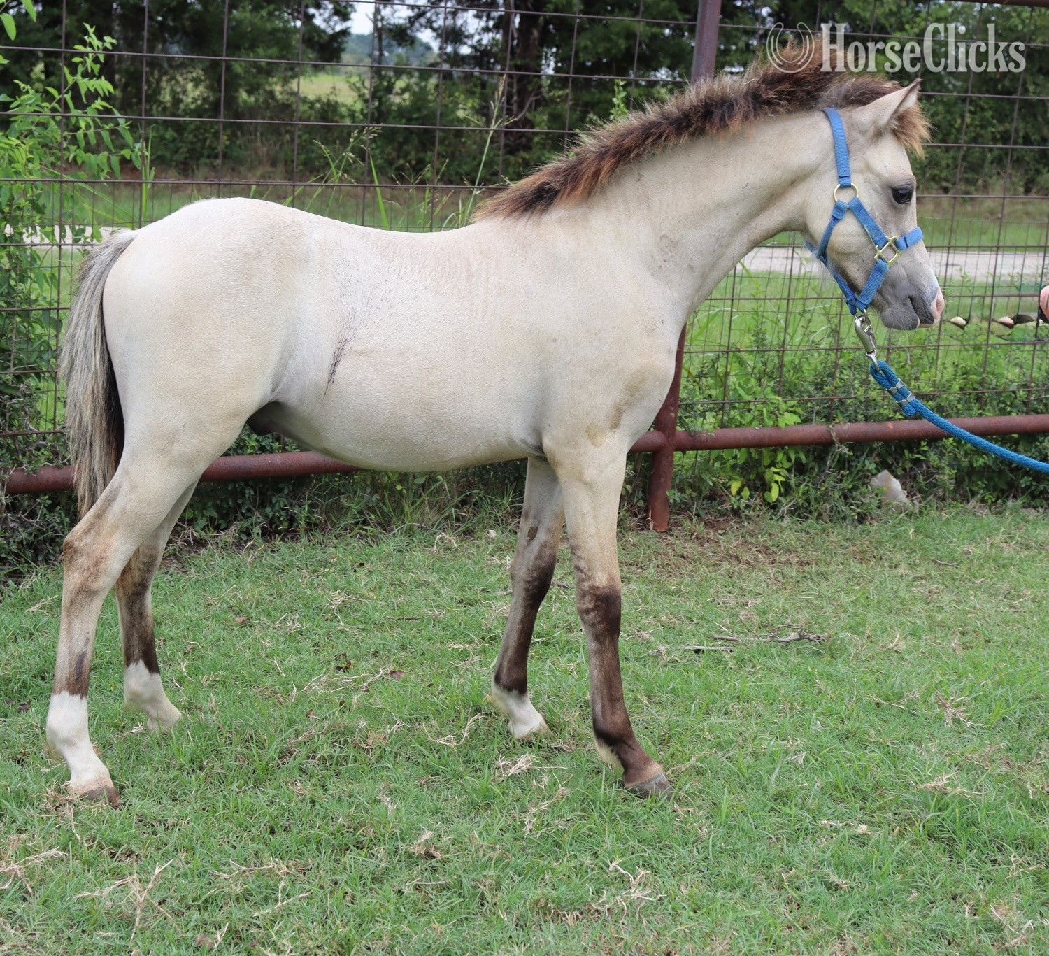 Texas "KCS Bazinga " Dun Colt Welsh Pony