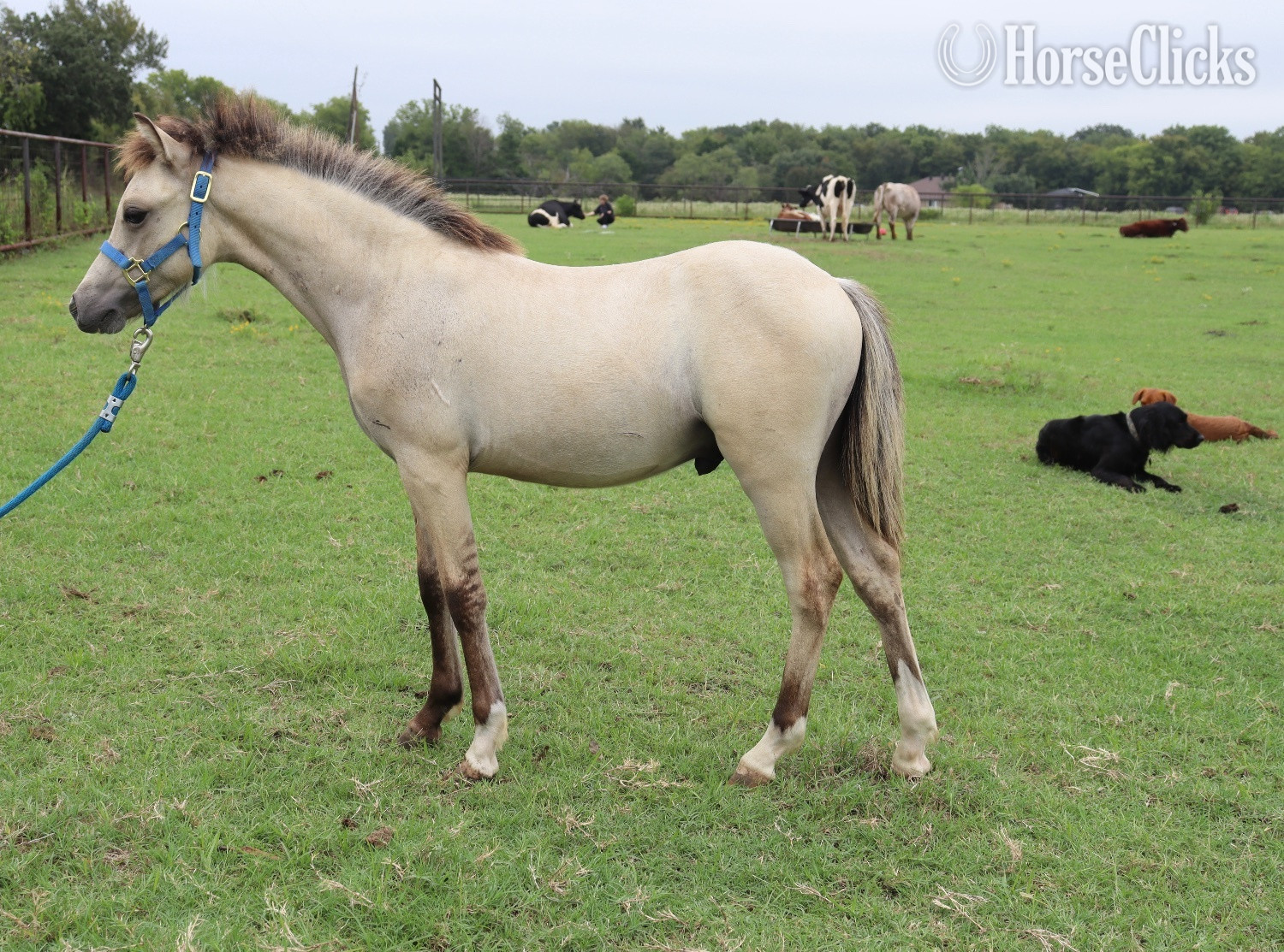 "KCS Bazinga " Dun Colt Welsh Pony - Welsh Pony in Texas