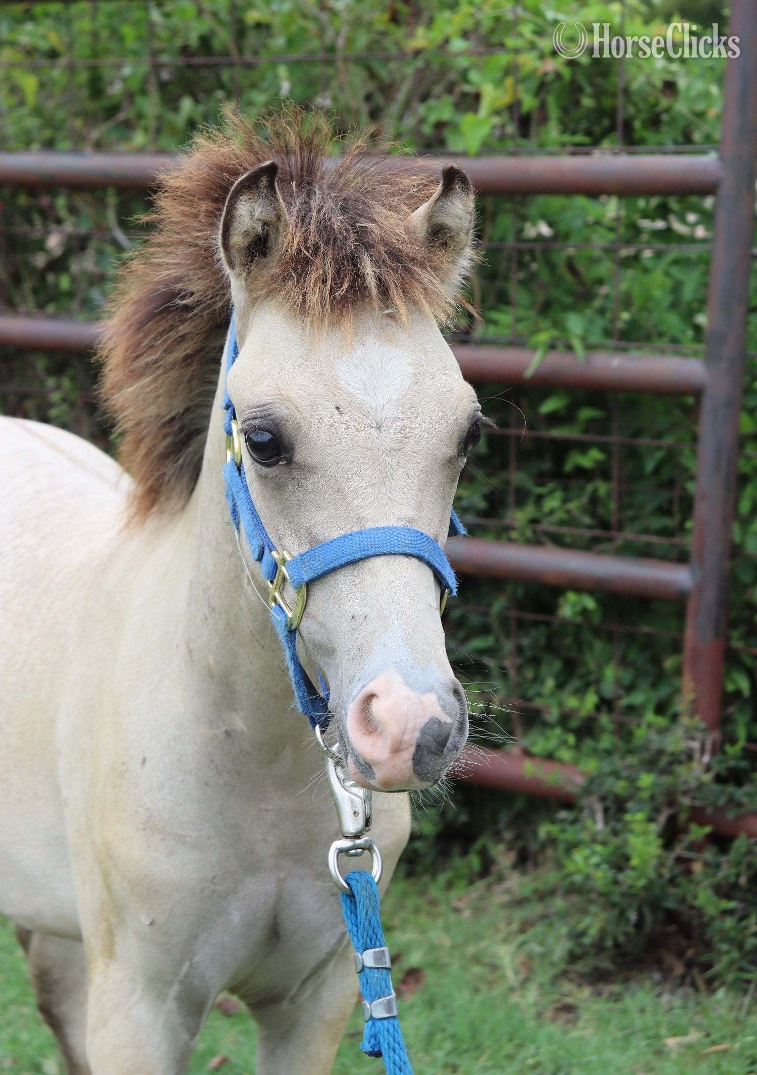"KCS Bazinga " Dun Colt Welsh Pony - Welsh Pony