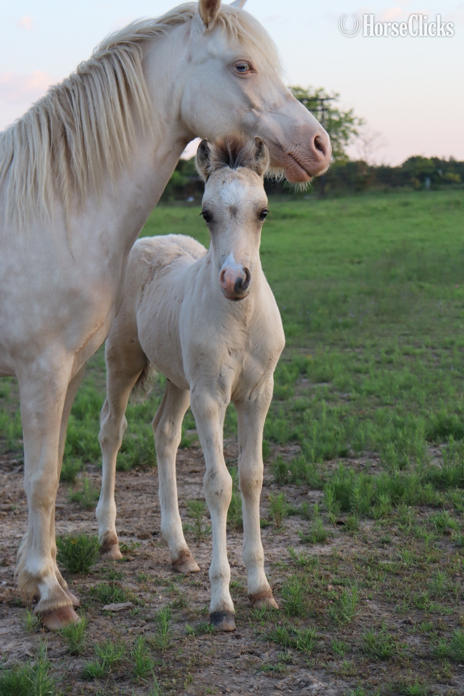 "KCS Bazinga " Dun Colt Welsh Pony Texas