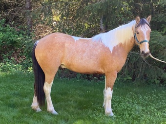 "Chance" Pinto Gelding Mustang