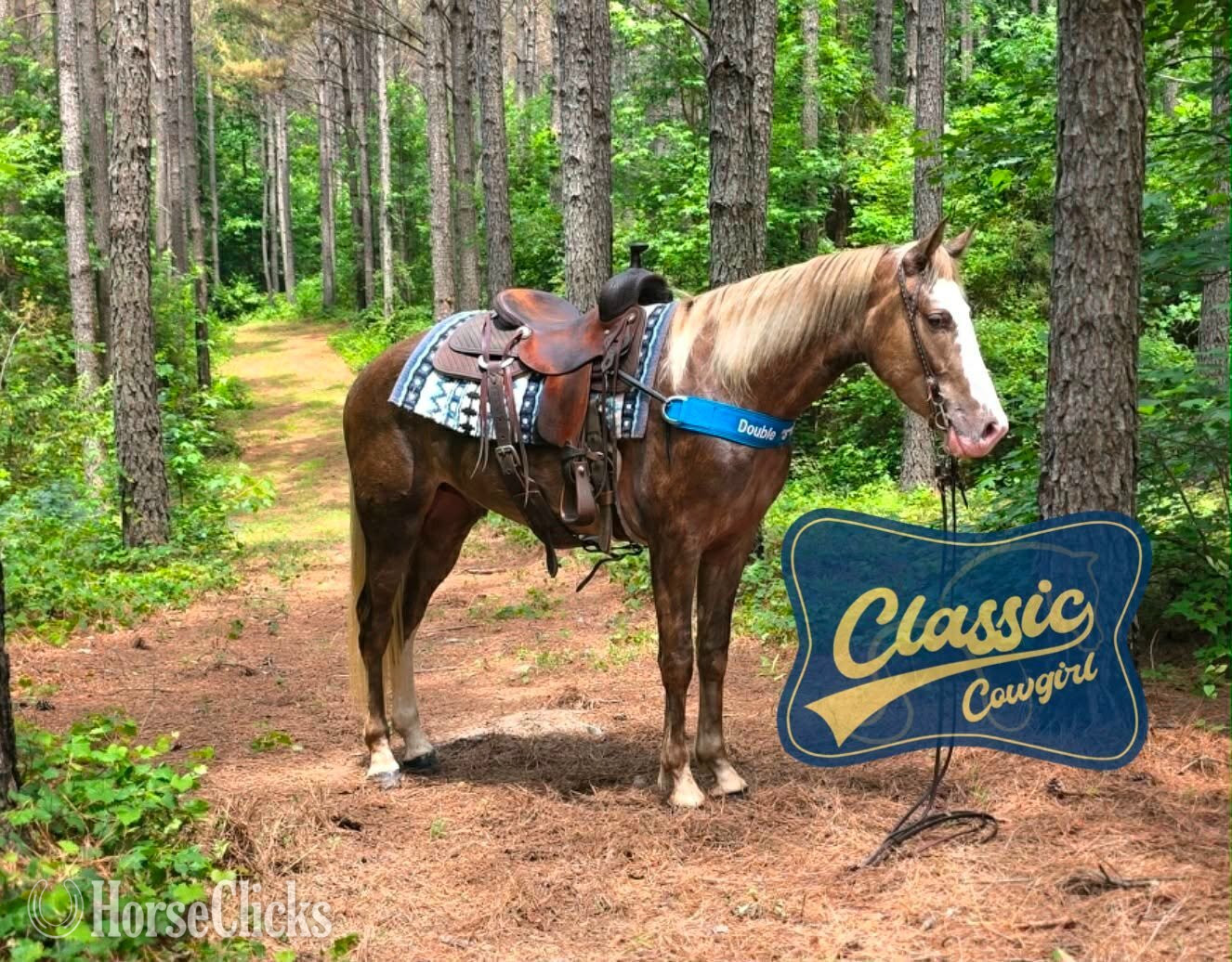 "EDEN" Chocolate Gelding Kentucky Mountain
