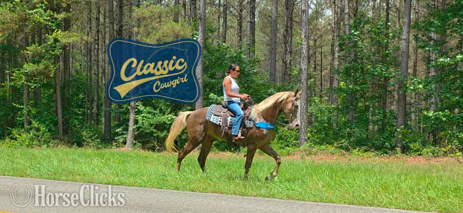 Georgia "EDEN" Chocolate Gelding Kentucky Mountain